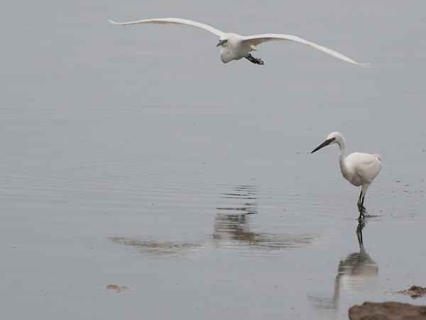 <h3><a href="/trips/marokko/biota/animalia/chordata/aves/015 pelecaniformes/002 ardeidae/egretta garzetta/egretta garzetta-nl.html">Egretta&nbsp;garzetta</a> / Little&nbsp;egret / Kleine&nbsp;zilverreiger</h3>OM-1 Mark II met OLYMPUS M.150-400mm F4.5 TC, 1/2000 sec  bij F5.6, ISO 800, afstand 71.7&nbsp;m